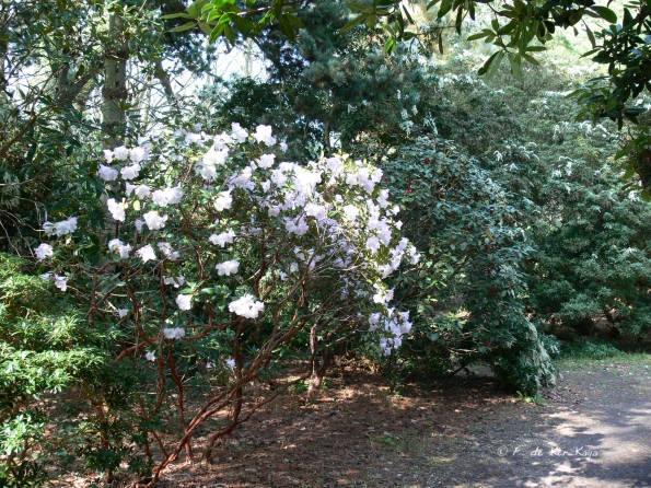 Bois des Moutiers (120) mars 2012